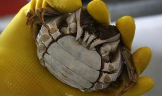 公蟹母蟹的区别图片